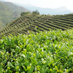 西坪镇后格村凤形茶叶备案基地